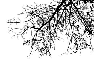 Black and white illustration of natural large old oak tree branch with leaves on white background