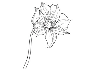 Obraz premium Bluebell line art elegant floral design