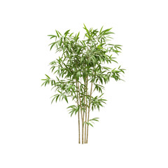 Lush Green Bamboo Plant Isolated on Transparent Background