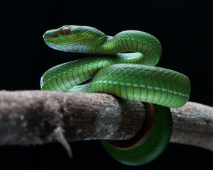 Close-up A vibrant green pit viper, likely a Trimeresurus popeiorum, coils gracefully on a branch. Its red eyes stand out against its emerald scales, 22 april 2025 Indonesia