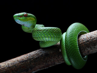 Close-up A vibrant green pit viper, likely a Trimeresurus popeiorum, coils gracefully on a branch. Its red eyes stand out against its emerald scales, 22 april 2025 Indonesia