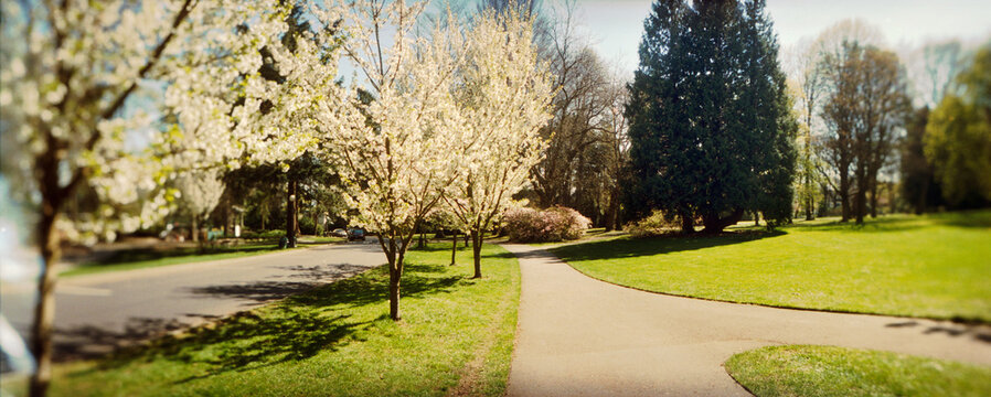 Panoramic view of blooming trees in a park, Volunteer Park, Capitol Hill, Seattle, Washington State, USA.