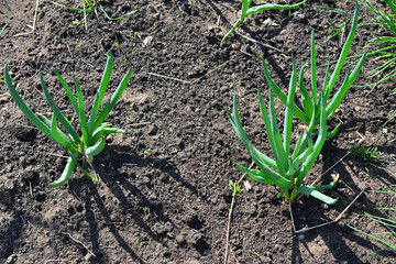 some green onion plants are growing in the dry earth