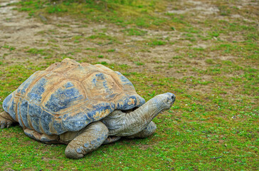 Giant Galapagos Tortoise standing on lush green grass with neck elevated looking alert