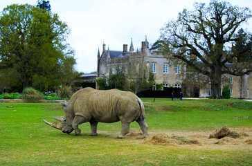 Captive White Rhinceros (Ceratotherium simum) , walking on a grass field with a manor house and...