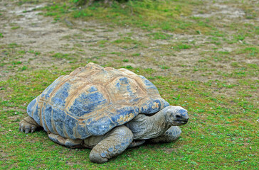 Galapogos Giant Tortoise in Captivity, he approximately 88 years old, he is standing on fresh green grass and there is a good view of head and face