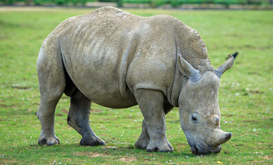 Obraz premium Close up viw of a full bodied White Rhinoceros - also known as square lipped due to the shapr of its mouth. The Rhino is browsing on lush green grass, slight motion blur on tip of horn