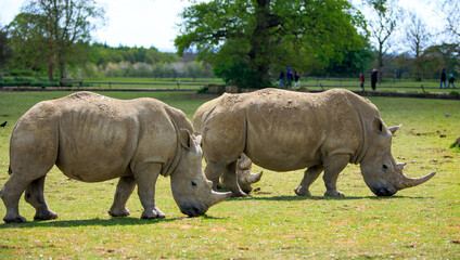 Fototapeta premium Three endangered White Rhinoceros grazing on lush green grass in the Cotswold Animal Park. They are also known as Square Lipped due to the shape of the mouth.