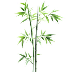 Fototapeta premium bamboo bending gently in the wind, its green stems and leaves expressing balance, strength, and calm in a minimal white background