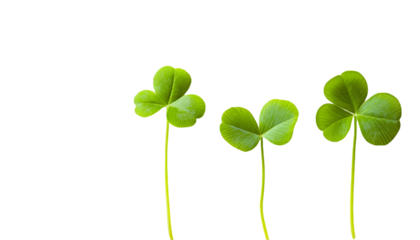 Three vibrant shamrock leaves against a black background