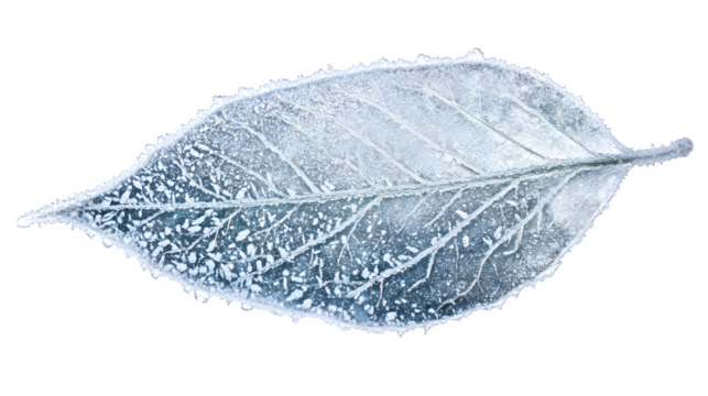 close-up of frost-covered leaf, detailed ice crystals sparkling under soft morning light, isolated on white