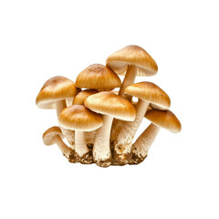 Fototapeta premium Cluster of Brown Mushrooms on Transparent Background