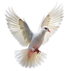 Fototapeta premium white dove isolated on white