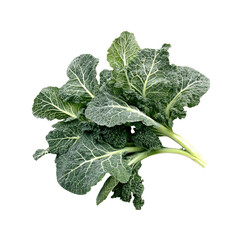 Freshly Harvested Bunch of Green Kale, Close-up Studio Shot