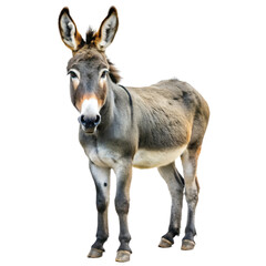 Fototapeta premium Donkey isolated on white background