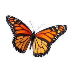Fototapeta premium Monarch butterfly isolated on white background. PNG File