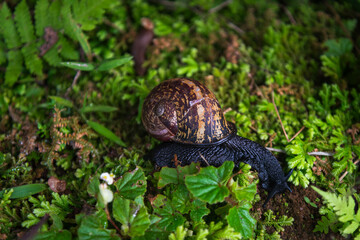black snail with a colorful shell gliding on a leaf