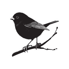 Dark-eyed junco Vector Silhouette - Black and White  Dark-eyed junco Illustration - Dark-eyed junco bird art.
