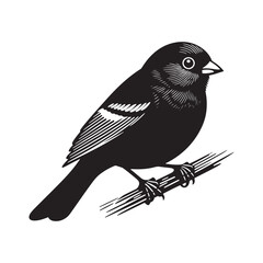Dark-eyed junco Vector Silhouette - Black and White  Dark-eyed junco Illustration - Dark-eyed junco bird art.