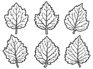 Fototapeta premium Chestnut leaf line art detailed drawing of natural foliage