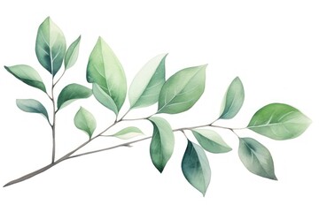 Obraz premium Leaves leaf illustration watercolor.