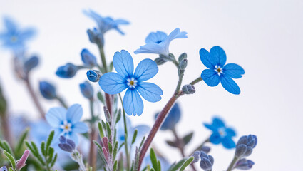 Close up of delicate blue flowers blooming in springtime isolated against white