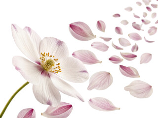 delicate anemone flower gracefully releases its soft petals creating beautiful and serene atmosphere