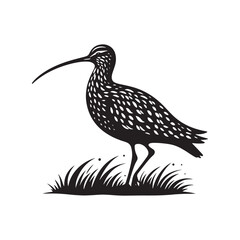 Obraz premium Curlew Silhouette - Minimalist Curlew Vector - Curlew Illustration - Black and White Curlew Bird Design.