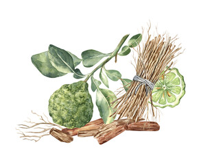 Watercolor illustration of bergamot, vetiver and sandal - basic perfume ingredients. Elegant composition for cards, art prints, stickers, cosmetic packaging, perfume articles and more