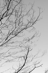 tree branches background in black and white