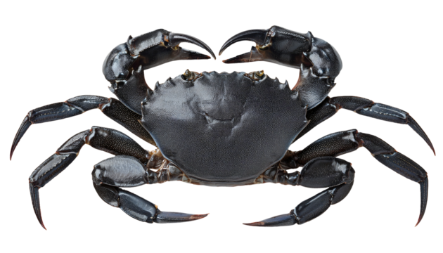 high detail close-up of black crab with sharp shell texture and claws on isolated background for seafood, marine biology and educational use
