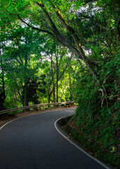Tarmac road in the woods with lush green trees