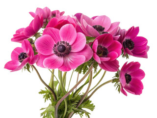 Beautiful anemone flowers in vibrant pink hues create stunning bouquet that brightens any space with their charm and elegance