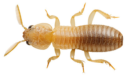 close-up high detail of termite insect full body on isolated background for pest control and science research concept
