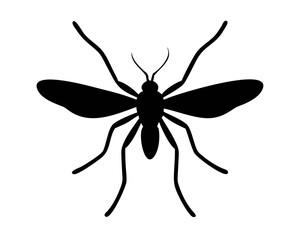 black Mosquito isolated on white background