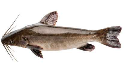 Fototapeta premium fresh catfish full body close-up view on isolated background for seafood culinary and biological education content 