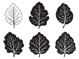 Collard leaf line art detailed drawing of fresh plant foliage
