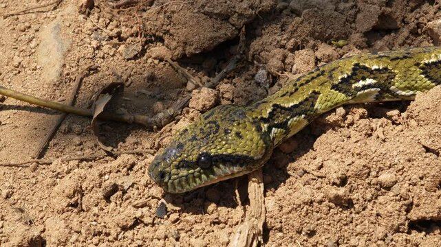 Madagascar ground snake sanzinia madagascariensis gliding over forest floor, revealing sinuous movement and unique skin pattern