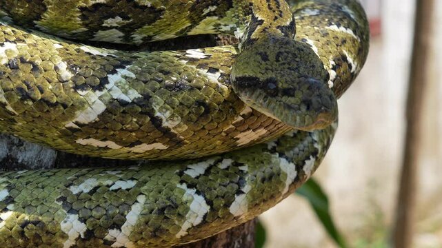 Green sanzinia madagascariensis snake perching on branch, showcasing intricate scaled pattern and natural camouflage amid dense madagascar rainforest vegetation