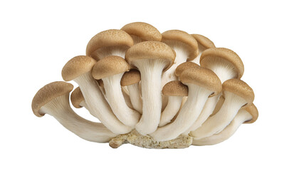 fresh cluster of brown shimeji mushrooms with detailed texture and gills on isolated background perfect for natural food ingredients and cooking concepts
