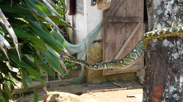 Sanzinia madagascariensis snake slowly moving along tree branch near rustic dwelling in madagascar wilderness