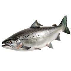 Obraz premium Fresh Atlantic salmon fish isolated on white background, whole raw silver salmon with scales, realistic seafood illustration for menu design