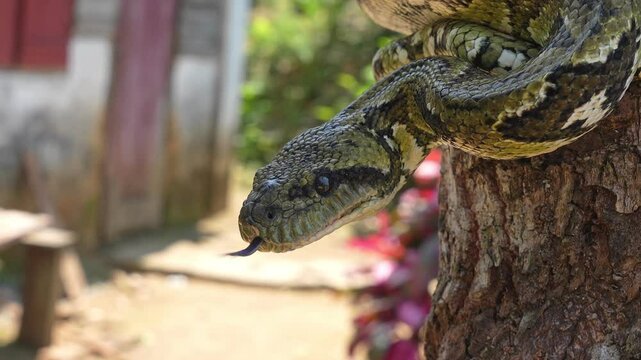 Close-up slow motion of a sanzinia madagascariensis snake flicking its tongue while resting on a tree