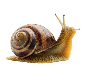 Grape snail isolated on white background close-up.