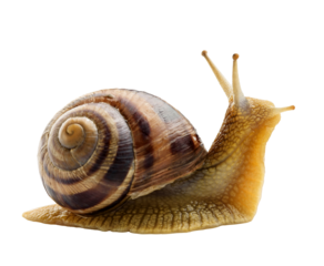 Grape snail isolated on white background close-up.
