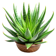 Fototapeta premium Aloe vera succulent plant in ceramic pot, vibrant green medicinal aloe vera leaves, decorative indoor houseplant isolated on white background PNG