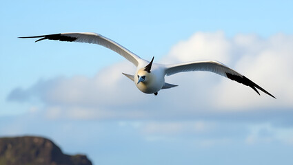 High-speed shot of a Northern gannet (Morus bassanus) returning to its nesting site, airborne with grass and twigs clutched tightly in its beak against a cloudy sky