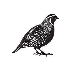 Common Quail Vector - Common Quail Silhouette - Minimalist Common Quail Illustration.