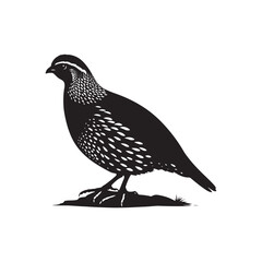 Common Quail Vector - Common Quail Silhouette - Minimalist Common Quail Illustration.