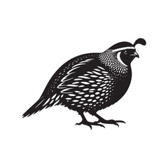 Obraz premium Common Quail Vector - Common Quail Silhouette - Minimalist Common Quail Illustration.